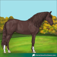 Horse Color:Chocolate Black