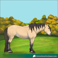 Horse Color:Buckskin 