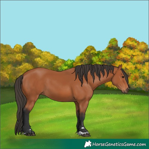Horse Color:Bay 