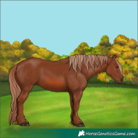Horse Color:Chestnut 