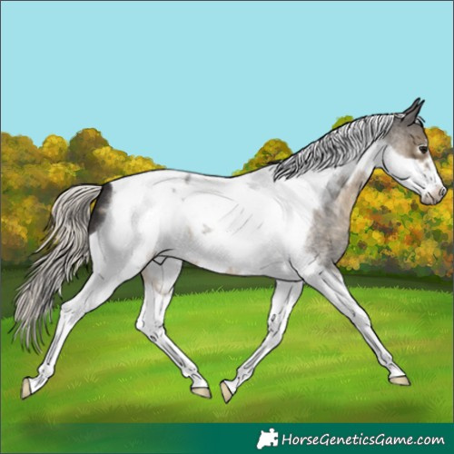 Horse Color:Silver Smoky Blue Roan Tobiano Frame 
