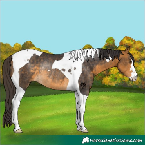 Horse Color:Buckskin Tobiano Rabicano 