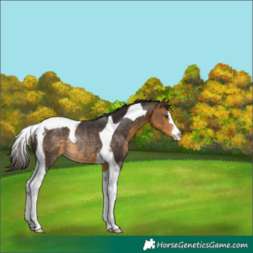 Horse Color:Buckskin Tobiano Rabicano