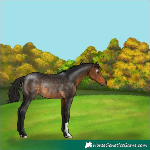 Horse Color:Gray Buckskin Rabicano 