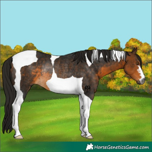 Horse Color:Gray Buckskin Tobiano Rabicano 