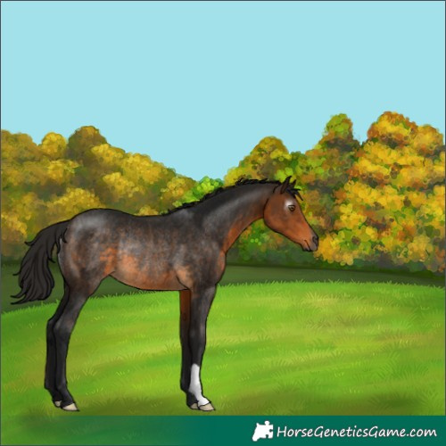 Horse Color:Gray Buckskin Rabicano 