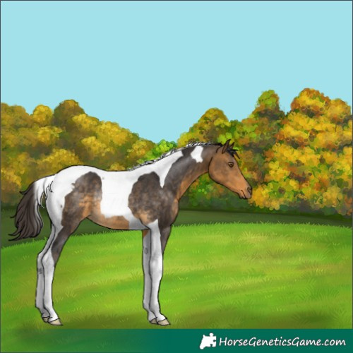 Horse Color:Buckskin Tobiano Rabicano