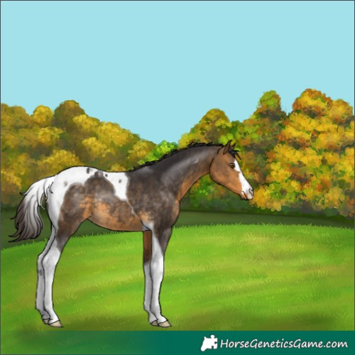 Horse Color:Buckskin Tobiano Rabicano