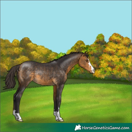 Horse Color:Buckskin Rabicano