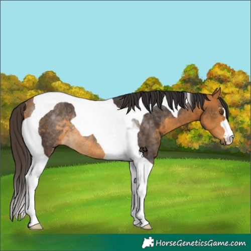 Horse Color:Buckskin Tobiano Rabicano