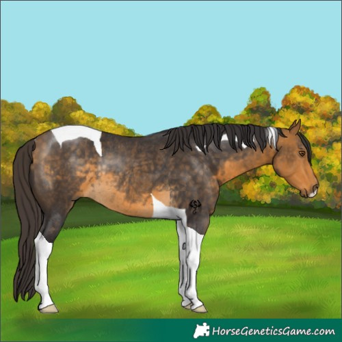 Horse Color:Buckskin Tobiano Rabicano