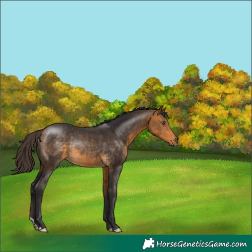 Horse Color:Buckskin Rabicano