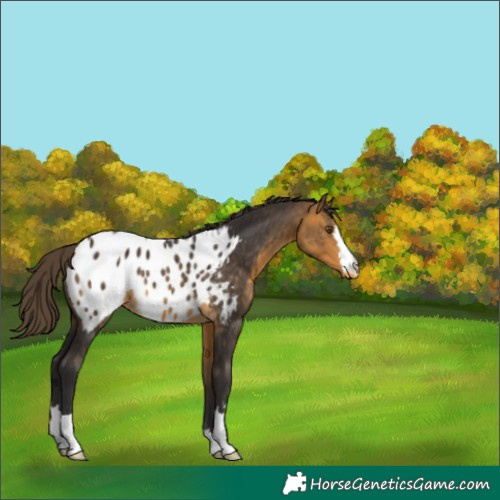 Horse Color:Buckskin Appaloosa