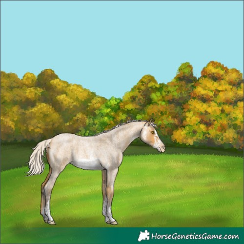 Horse Color:Silver Buckskin Roan Sabino Frame Appaloosa