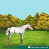 Horse Color:White Spotted Silver Buckskin Roan Dun Varnish