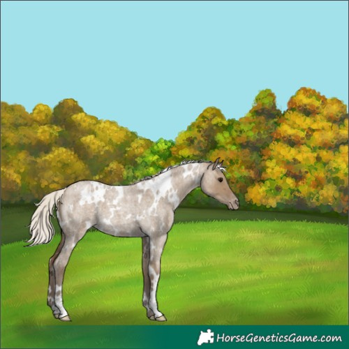 Horse Color:White Spotted Silver Smoky Grullo Roan Appaloosa 