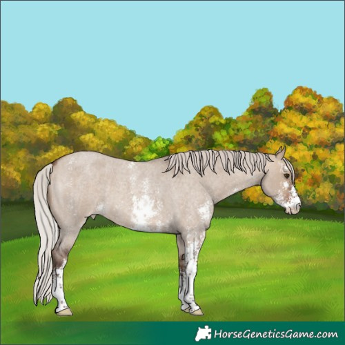 Horse Color:Silver Brown Roan Dun Sabino Appaloosa 