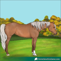 Horse Color:Silver Bay 