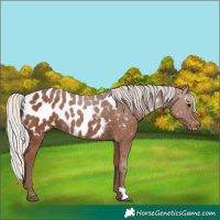 Horse Color:Silver Black Near Leopard 