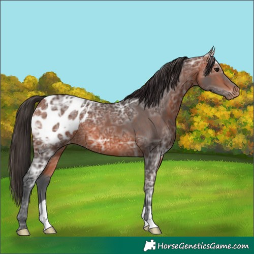 Horse Color:Bay Ice Appaloosa 