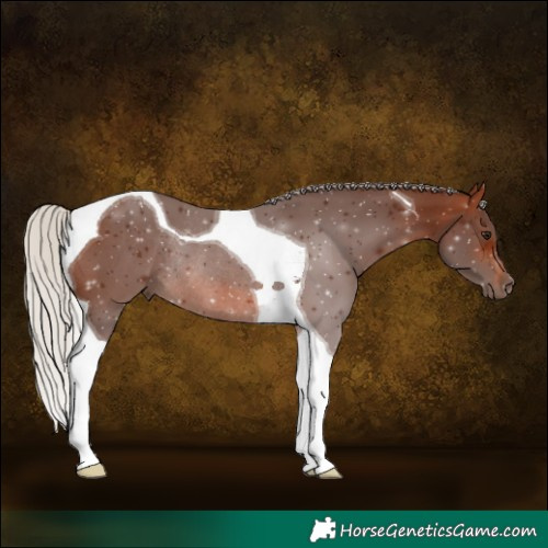 Horse Color:Silver Brown Tobiano Rabicano 