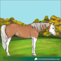 Horse Color:Silver Bay Splash
