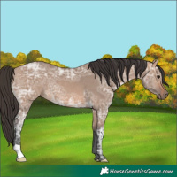 Horse Color:Bay Ice Dun Rabicano