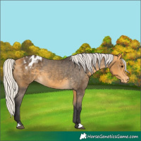 Horse Color:Silver Buckskin Varnish