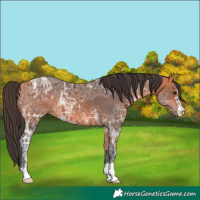 Horse Color:Bay Ice 