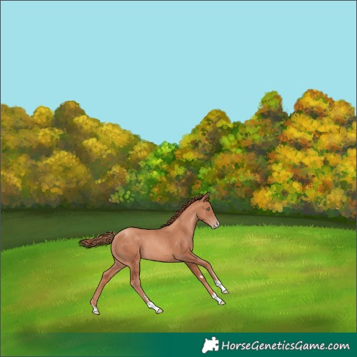Horse Color:Gold Champagne Rabicano 