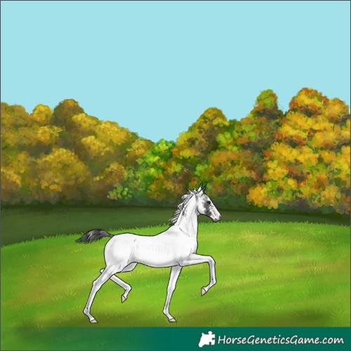 Horse Color:Gray White Spotted Brown Blanket Rabicano