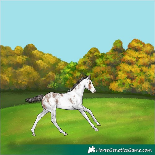 Horse Color:White Spotted Amber Champagne Rabicano 
