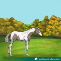 Horse Color:Silver Grullo Tobiano