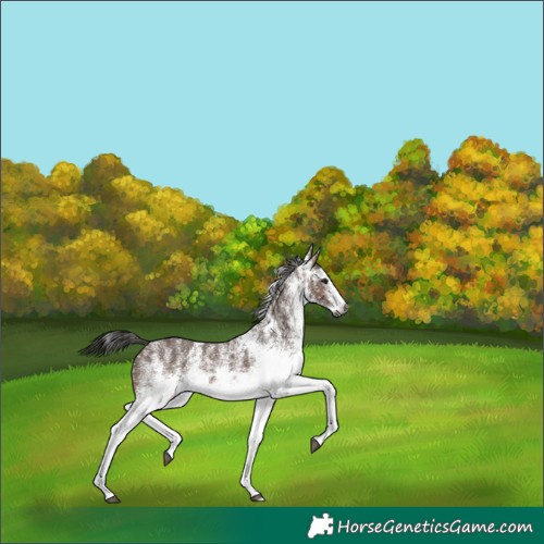 Horse Color:Gray White Spotted Bay Rabicano 