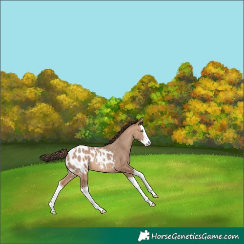 Horse Color:Amber Champagne Splash Blanket Rabicano