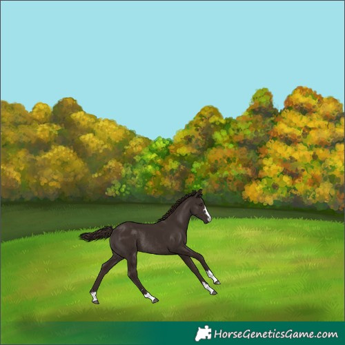 Horse Color:Liver Chestnut Rabicano 