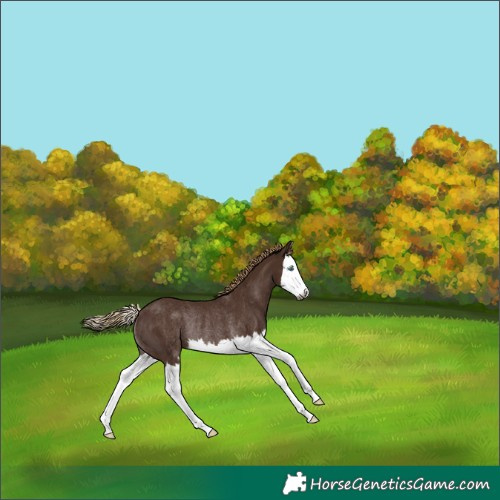 Horse Color:Gray Chestnut Splash Rabicano 
