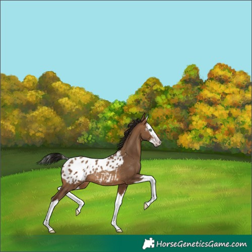 Horse Color:Gray Amber Champagne Splash Blanket Rabicano 
