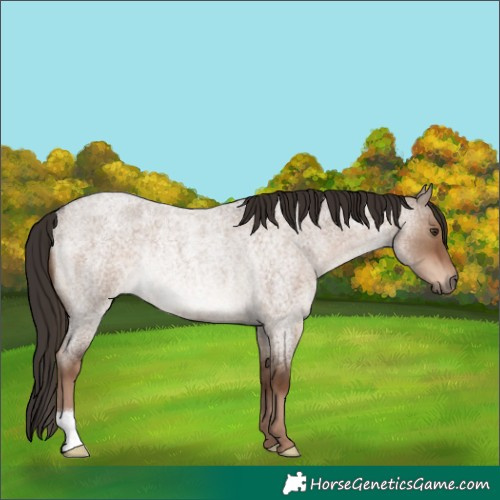 Horse Color:Liver Red Dun Roan Rabicano 