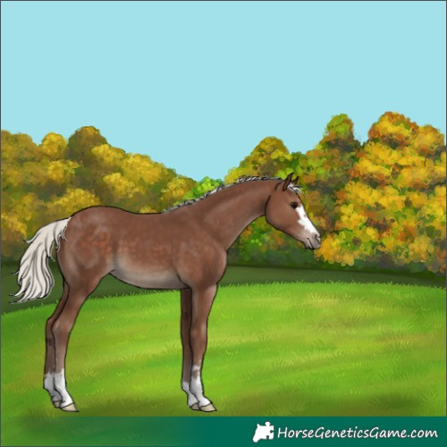 Horse Color:Silver Black 