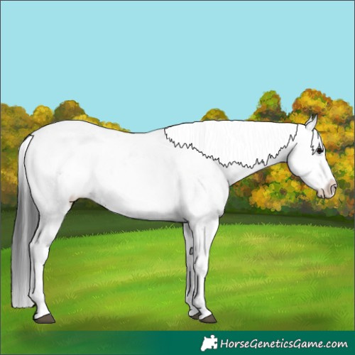 Horse Color:White Spotted Black Sabino