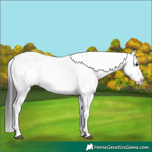 Horse Color:White Spotted Black Sabino 