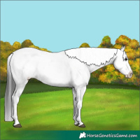 Horse Color:White Spotted Black Sabino