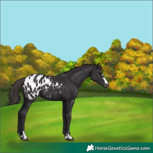 Horse Color:Smoky Black Appaloosa