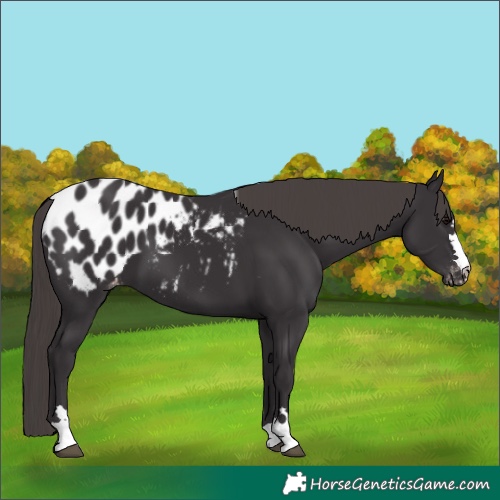 Horse Color:Smoky Black Appaloosa 