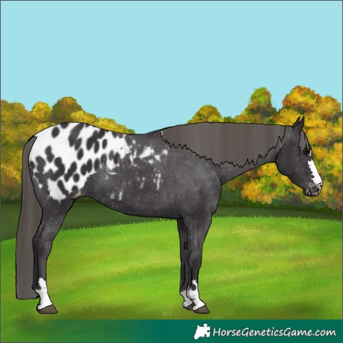 Horse Color:Smoky Black Blanket 