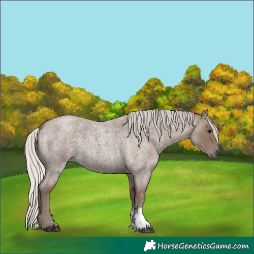 Horse Color:Silver Blue Roan Sabino