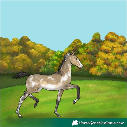 Horse Color:White Spotted Buckskin Dun Frame 
