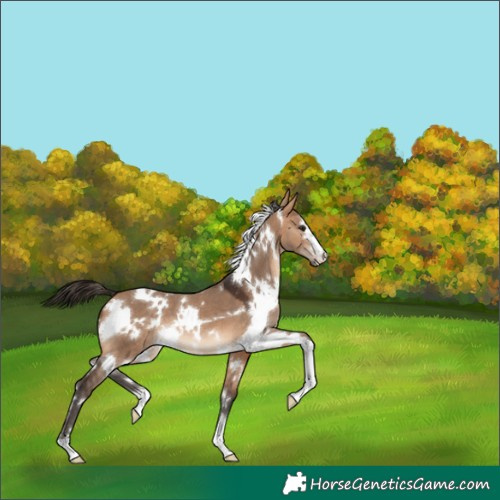 Horse Color:White Spotted Bay Dun