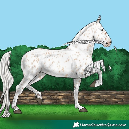 Horse Color:Silver Brown Dun Leopard 